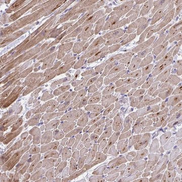 Anti-MAPK12 antibody produced in rabbit