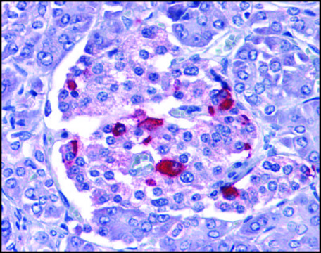 Anti-EndoG antibody produced in rabbit