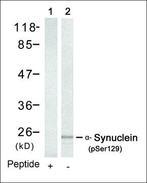 Anti-phospho-SNCA (pSer¹²?) antibody produced in