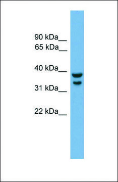 Anti-IRF1, (C-terminal) antibody produced in