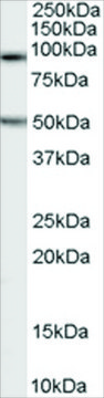 Anti-Neuroligin 2 antibody produced in