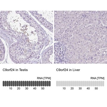 Anti-C9ORF24 antibody produced in rabbit