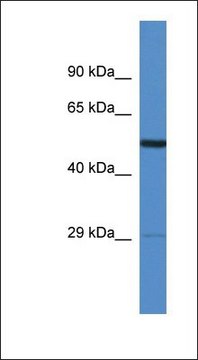 Anti-AMIGO2 antibody produced in rabbit