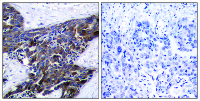 Anti-phospho-GJA1 (pSer³??) antibody produced in
