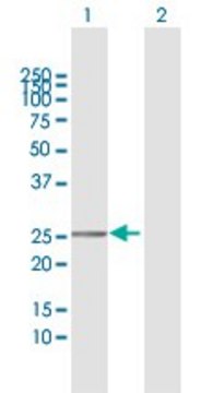 Anti-TMEM177 antibody produced in rabbit