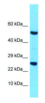 Anti-RRAS2 (C-terminal) antibody produced in