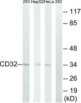 Anti-CD32 antibody produced in rabbit
