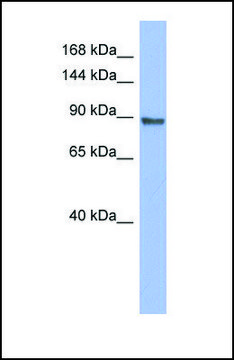 Anti-PML antibody produced in rabbit