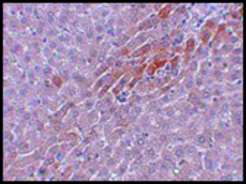Anti-PROSAPIP2 antibody produced in rabbit