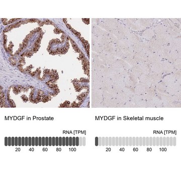 Anti-MYDGF antibody produced in rabbit