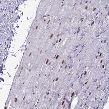 Anti-WBP11 antibody produced in rabbit