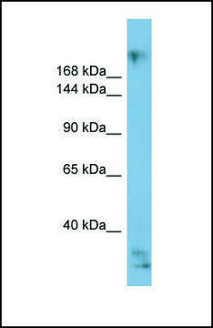 Anti-EXPH5 antibody produced in rabbit