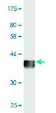 Monoclonal Anti-FDX1 antibody produced in