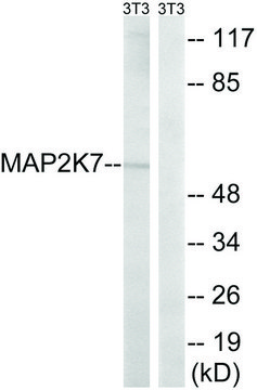 Anti-MAP2K7 antibody produced in rabbit