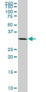 Monoclonal Anti-P15RS antibody produced in