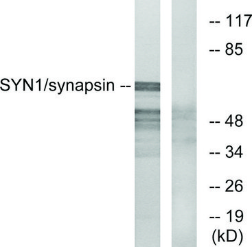 Anti-Synapsin, N-Terminal antibody produced in