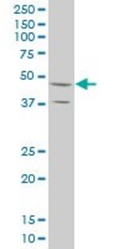 ANTI-STYK1 antibody produced in mouse