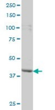 ANTI-PBK antibody produced in mouse