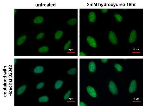 Monoclonal Anti-RPA2 antibody produced in