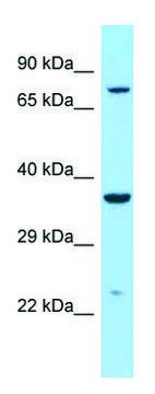 Anti-IDUA (C-terminal) antibody produced in