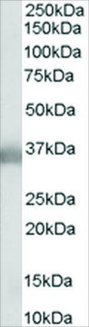 Anti-APOE antibody produced in goat