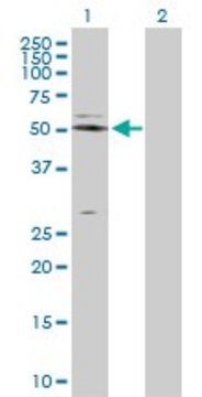 Anti-NAPSA antibody produced in rabbit