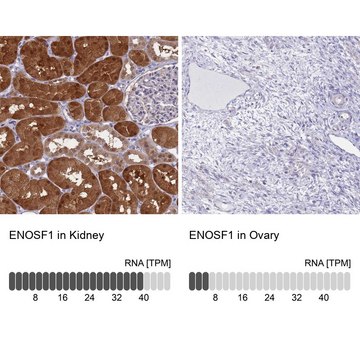 Anti-ENOSF1 antibody produced in rabbit