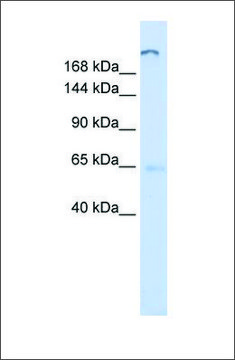 Anti-ATP10D antibody produced in rabbit