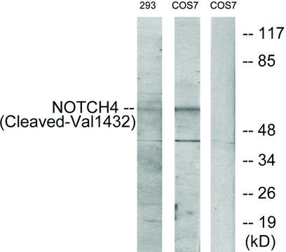 Anti-NOTCH4 (Cleaved-Val¹?³²), C-Terminal antibody produced