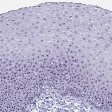 Anti-TBC1D29 antibody produced in rabbit