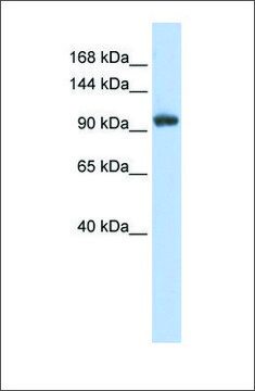 Anti-RNF31 antibody produced in rabbit