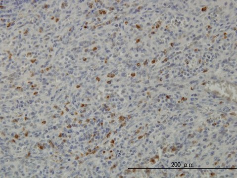 Monoclonal Anti-PRKAA1 antibody produced in