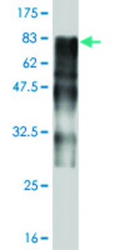 Monoclonal Anti-ZNF31 antibody produced in