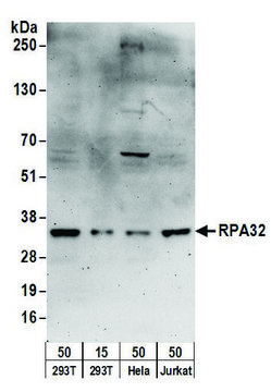 Goat anti-RPA32 Antibody, Affinity Purified