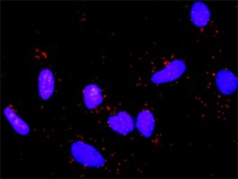 Anti-APC antibody produced in rabbit