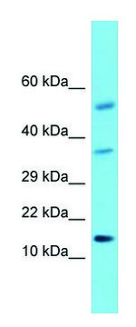 Anti-HCRT antibody produced in rabbit