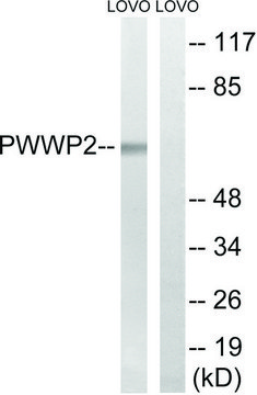 Anti-PWWP2B antibody produced in rabbit