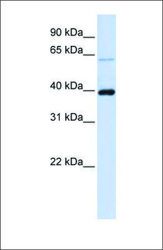 Anti-PHF6 antibody produced in rabbit