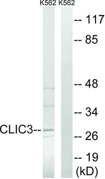 Anti-CLIC3 antibody produced in rabbit