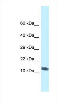 Anti-MORN4 antibody produced in rabbit