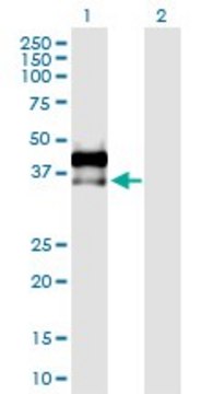 Anti-AREG antibody produced in rabbit