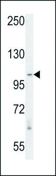 ANTI-RASAL3 (C-TERM) antibody produced in