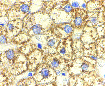 Anti-Akt1 antibody produced in rabbit