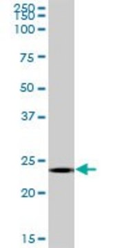 ANTI-MS4A12 antibody produced in mouse