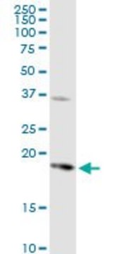 Anti-PTGES antibody produced in rabbit