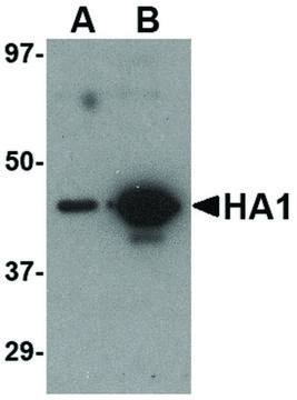 Monoclonal Anti-HEMAGGLUTININ antibody produced in