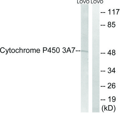 Anti-CYTOCHROME P450 3A7 antibody produced