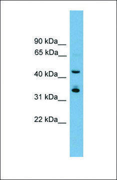 Anti-GBX1, (N-terminal) antibody produced in
