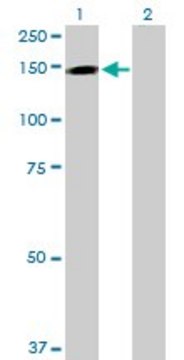 Anti-TMEM1 antibody produced in rabbit