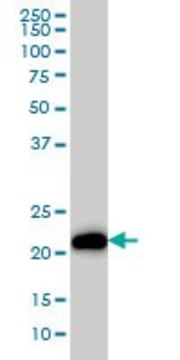 Monoclonal Anti-KRAS antibody produced in